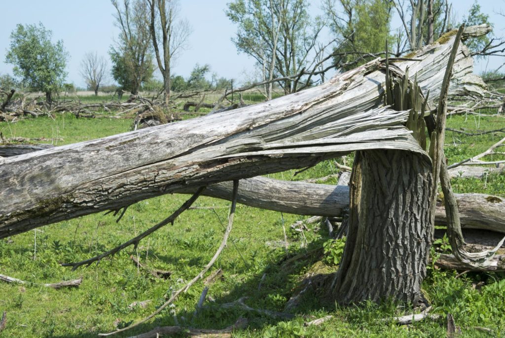 a broke tree trunk