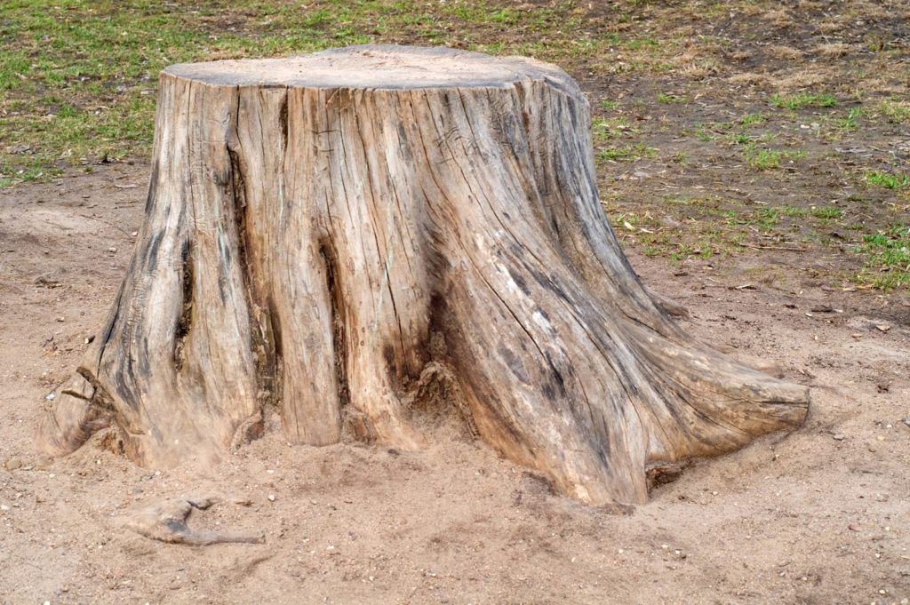 a old and dry tree stump