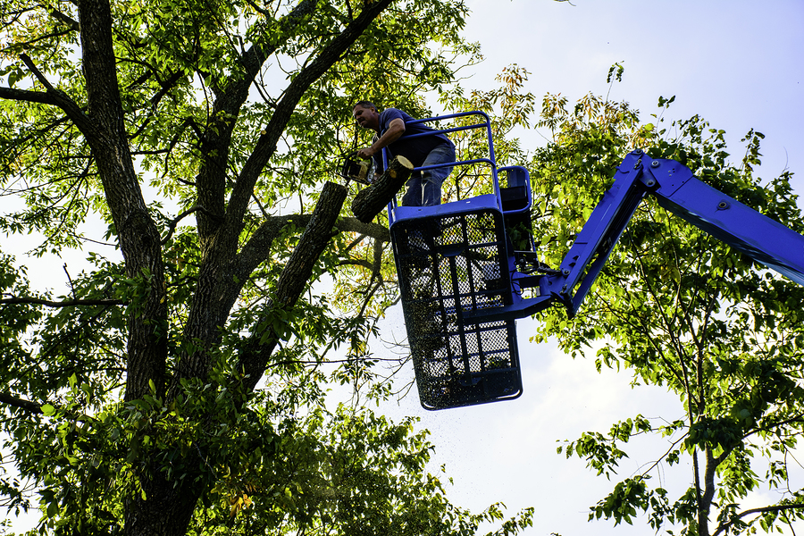 man on aerial platform trimming tree with chainsaw