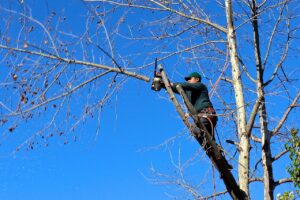 Tree Trimming in Hudson Valley